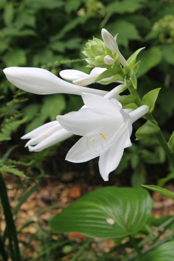 Image of Hosta plantagineataken at Juniper Level Botanic Gdn, NC by JLBG