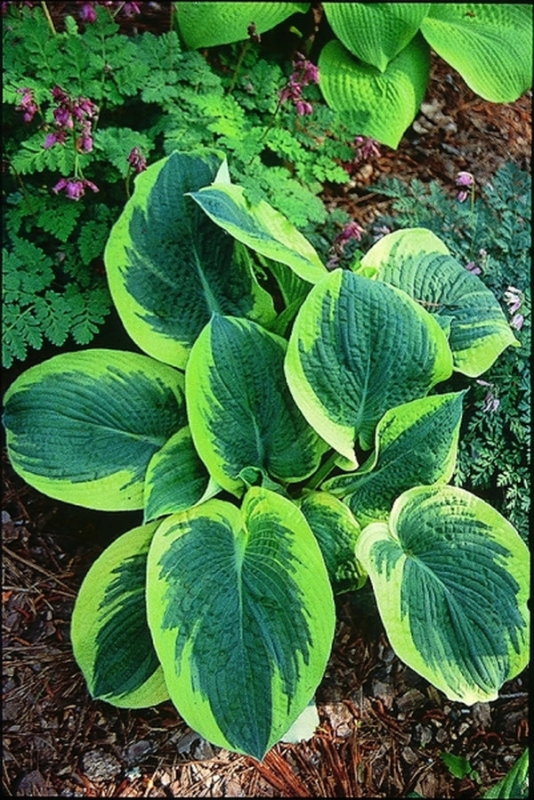 Image of Hosta sieboldiana 'Northern Exposure'|Green Hill Farm, NC|