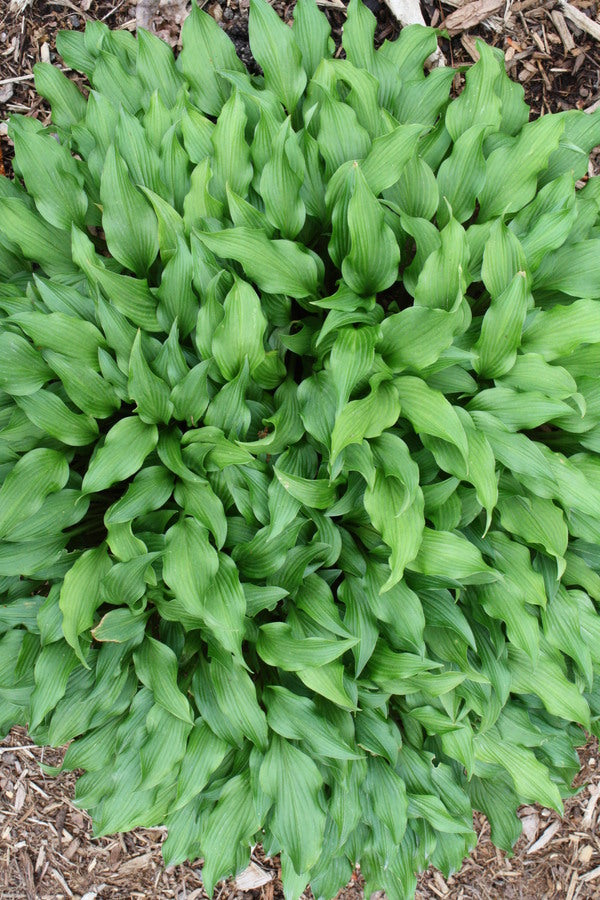 Image of Hosta sieboldii 'Tiny Twister'|Juniper Level Botanic Gdn, NC|JLBG