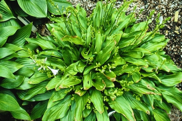 Image of Hosta tsushimensis|J.C. Raulston Arboretum, NC|