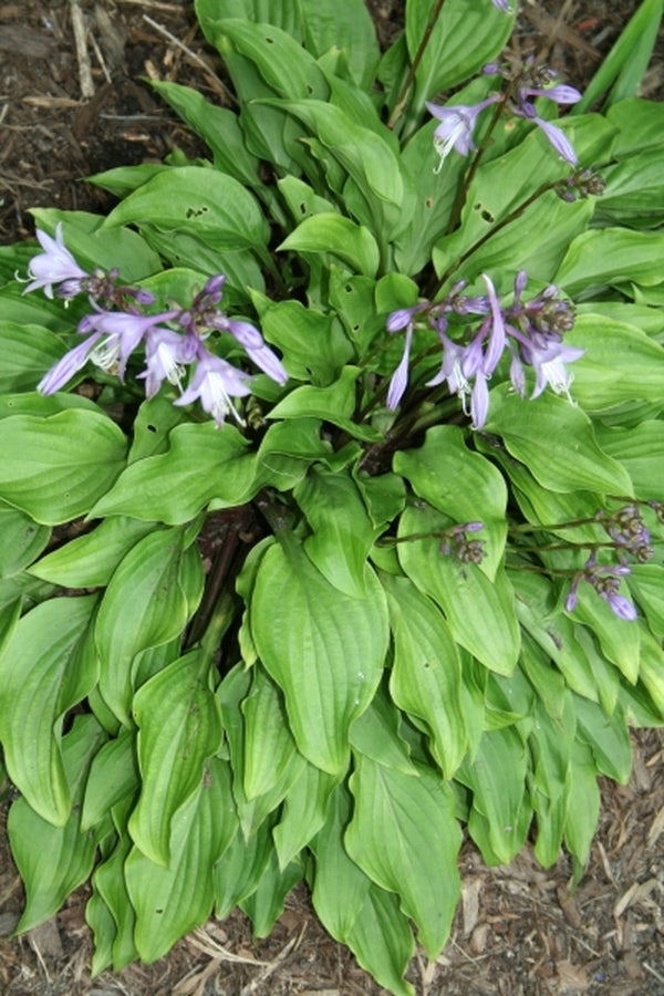 Image of Hosta tsushimensis|Juniper Level Botanic Gdn, NC|JLBG