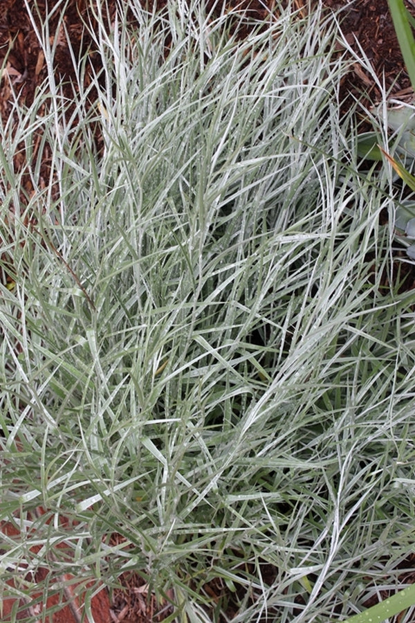 Image of Hyalis argentea||