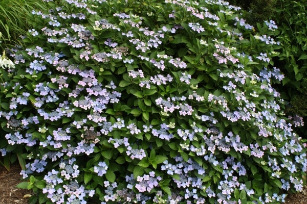 Image of Hydrangea macrophylla f. normalis 'Beaute Vendomoise'|Juniper Level Botanic Gdn, NC|JLBG
