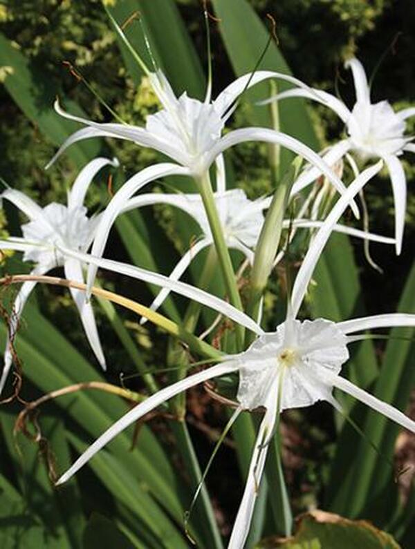 Image of Hymenocallis 'New Lion'|Juniper Level Botanic Gdn, NC|JLBG