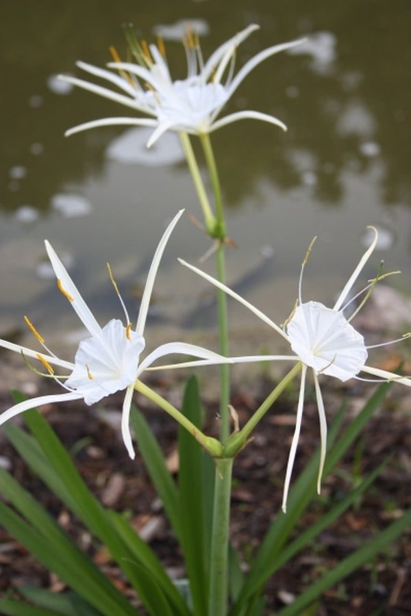 Image of Hymenocallis pygmaea 'Carolina Creeper'taken at Juniper Level Botanic Gdn, NC by JLBG