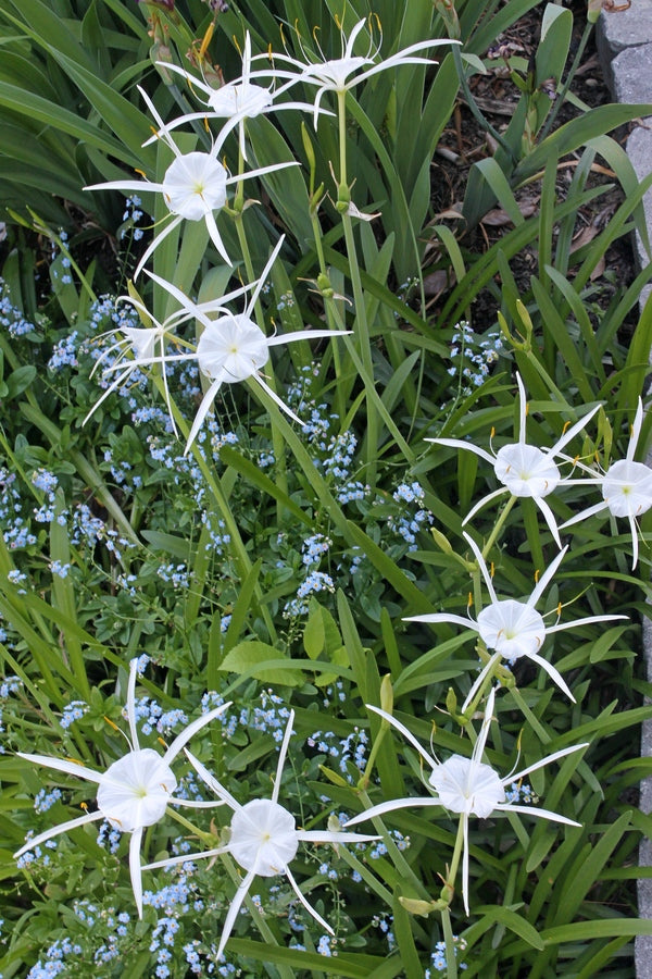 Image of Hymenocallis pygmaea 'Carolina Creeper'taken at Juniper Level Botanic Gdn, NC