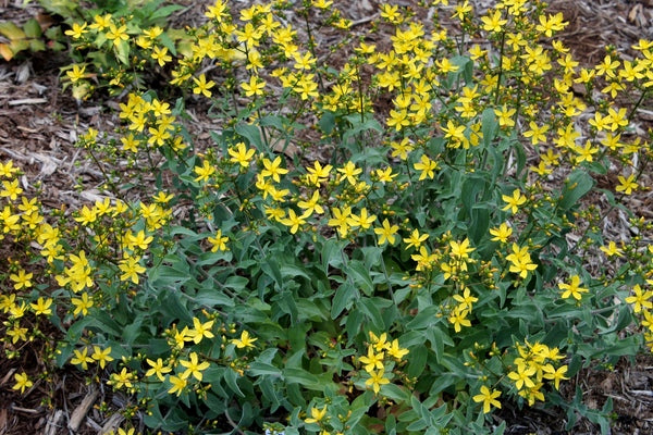 Image of Hypericum tomentosum|Juniper Level Botanic Gdn, NC|JLBG