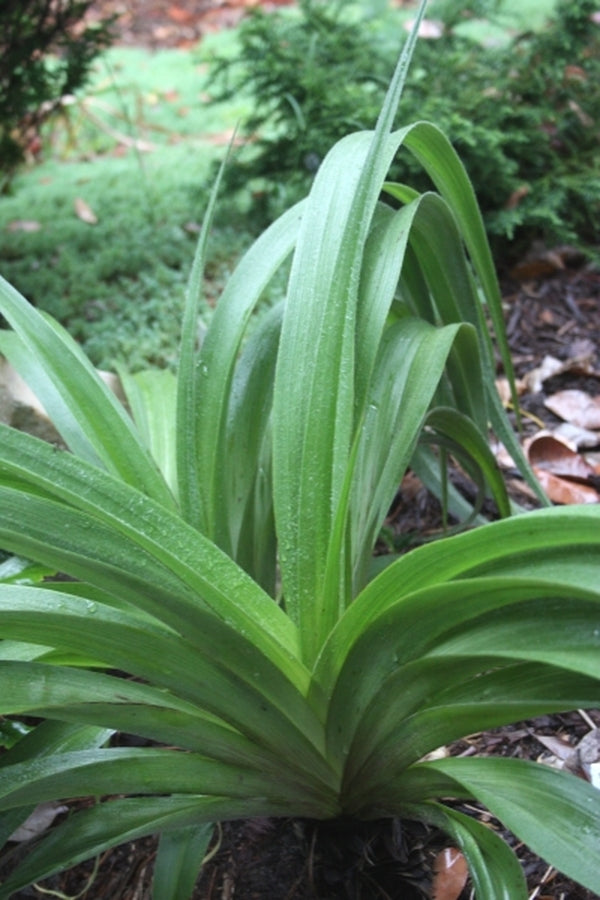Image of Hypoxis iridifolia|Juniper Level Botanic Gdn, NC|JLBG