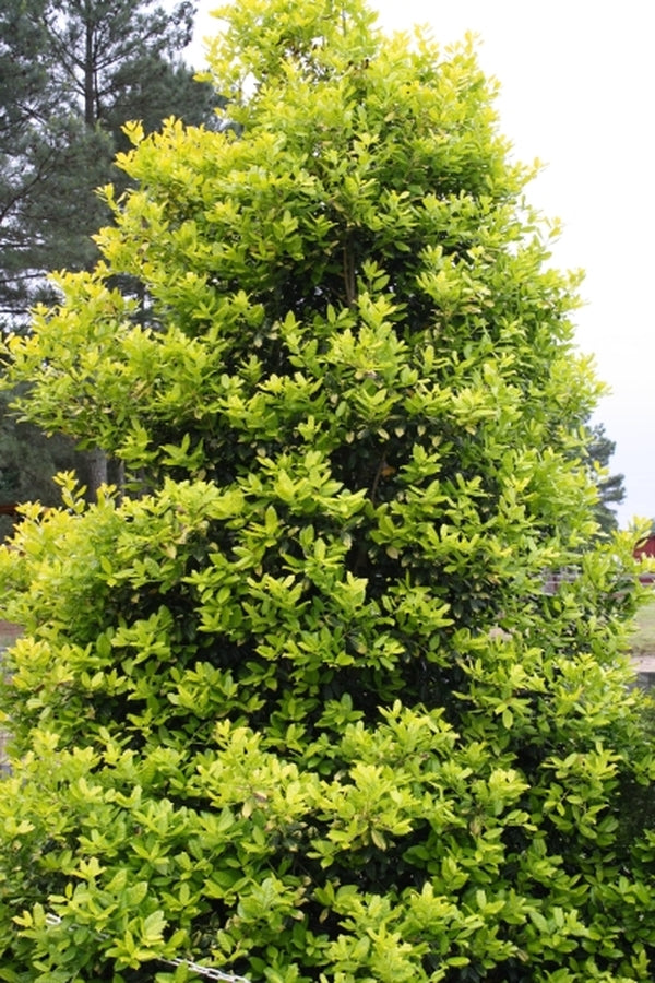 Image of Ilex 'Whoa Nellie'|Juniper Level Botanic Gdn, NC|JLBG
