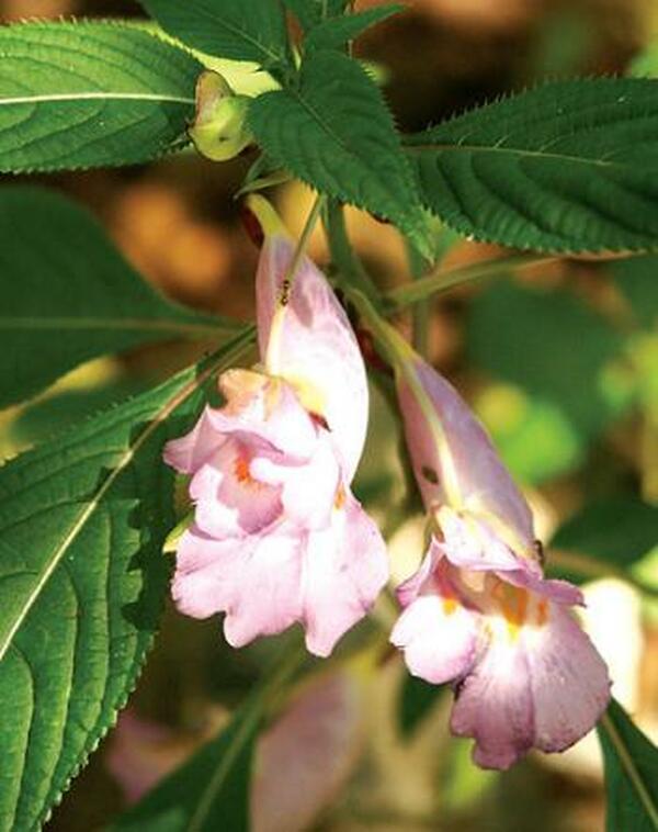Image of Impatiens arguta 'Blue Dream'|Juniper Level Botanic Gdn, NC|JLBG