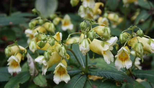 Image of Impatiens pritzelii 'Sichuan Gold'|Juniper Level Botanic Gdn, NC|JLBG