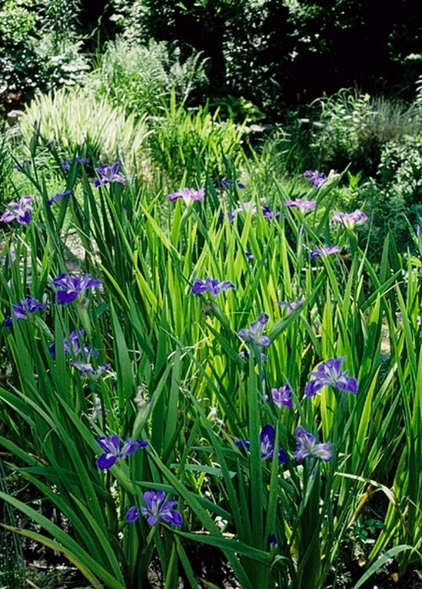 Image of Iris hexagona|Juniper Level Botanic Gdn, NC|JLBG