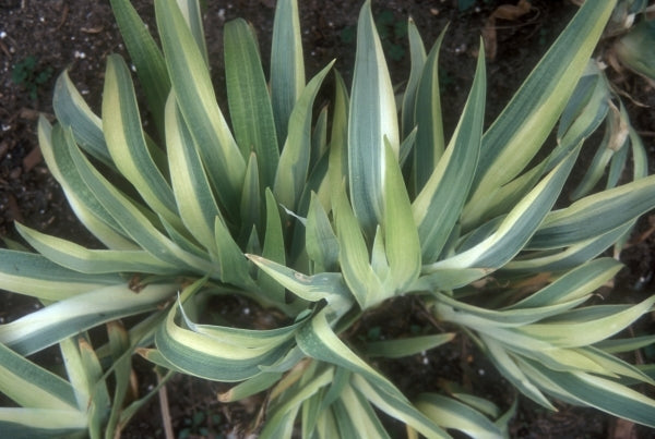 Image of Iris tectorum 'Variegata'|Juniper Level Botanic Gdn, NC|JLBG