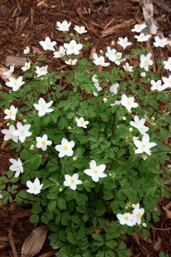 Image of Isopyrum biternatum 'Northern Star'|Juniper Level Botanic Gdn, NC|JLBG