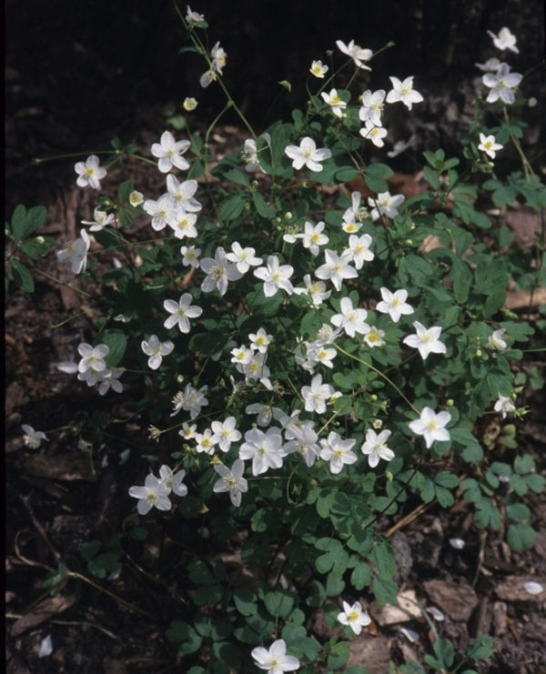 Image of Isopyrum biternatumtaken at Sauls Road