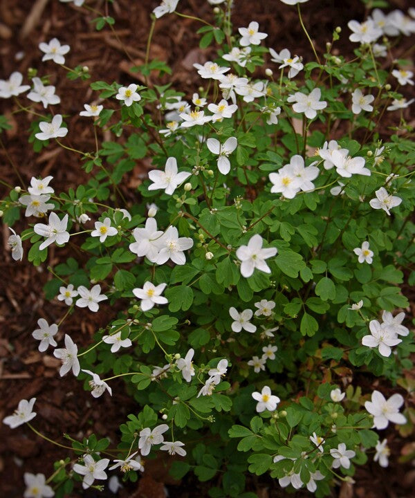 Image of Isopyrum biternatumtaken at Juniper Level Botanic Gdn. by JLBG