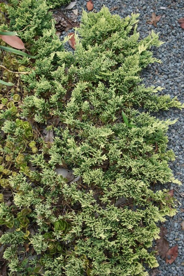 Image of Juniperus horizontalis 'Mother Lode'|Juniper Level Botanic Gdn, NC|JLBG