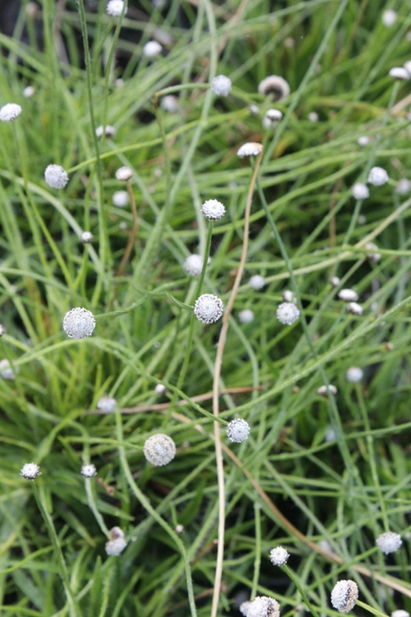 Image of Lachnocaulon anceps 'Marion Fairy'||