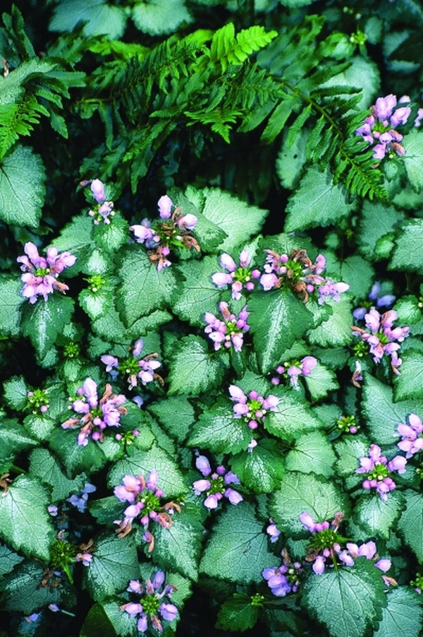 Image of Lamium maculatum 'Orchid Frost' PP 11,122|Juniper Level Botanic Gdn, NC|JLBG