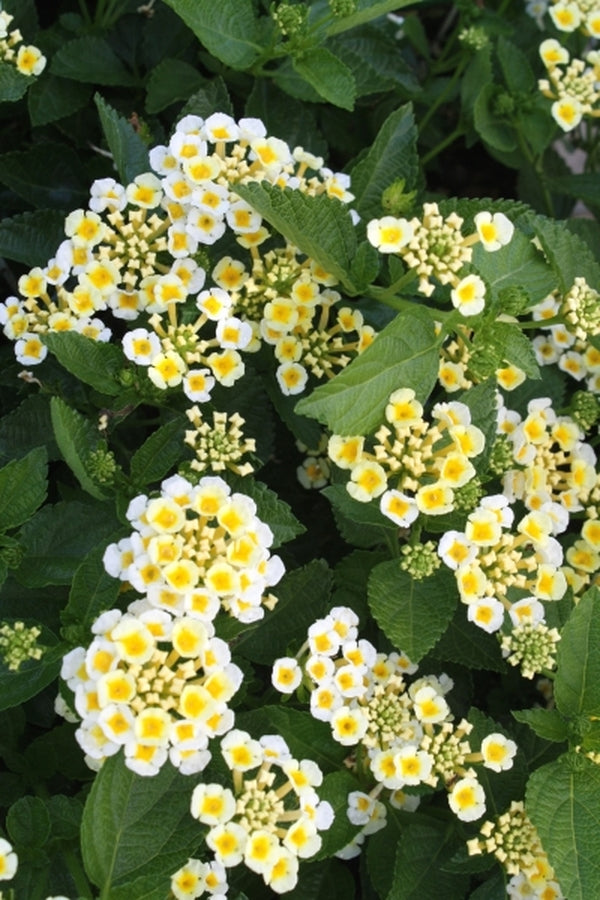 Image of Lantana 'Sunny Side Up' PPAF|Juniper Level Botanic Gdn, NC|JLBG