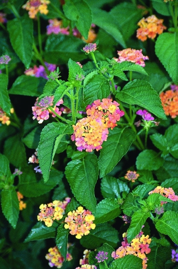 Image of Lantana camara 'Sonset' PP 12,883|Juniper Level Botanic Gdn, NC|JLBG