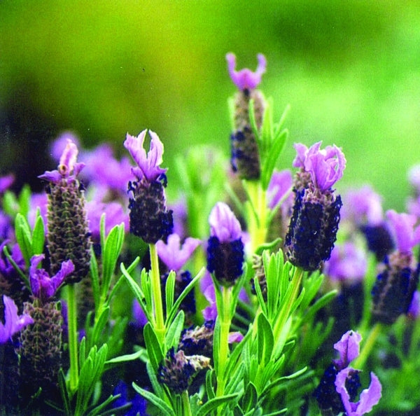 Image of Lavandula stoechas 'Winter Bee' PPAF|British Columbia|R. Sorenson