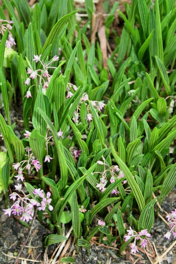 Image of Ledebouria cooperi|Juniper Level Botanic Gdn, NC|JLBG