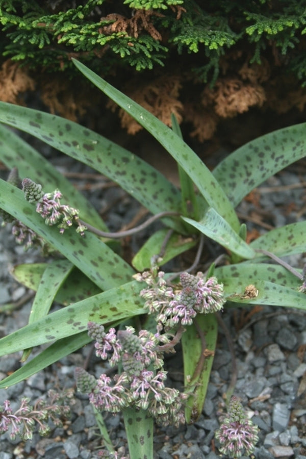 Image of Ledebouria luteola A1SA-194|Juniper Level Botanic Gdn, NC|JLBG