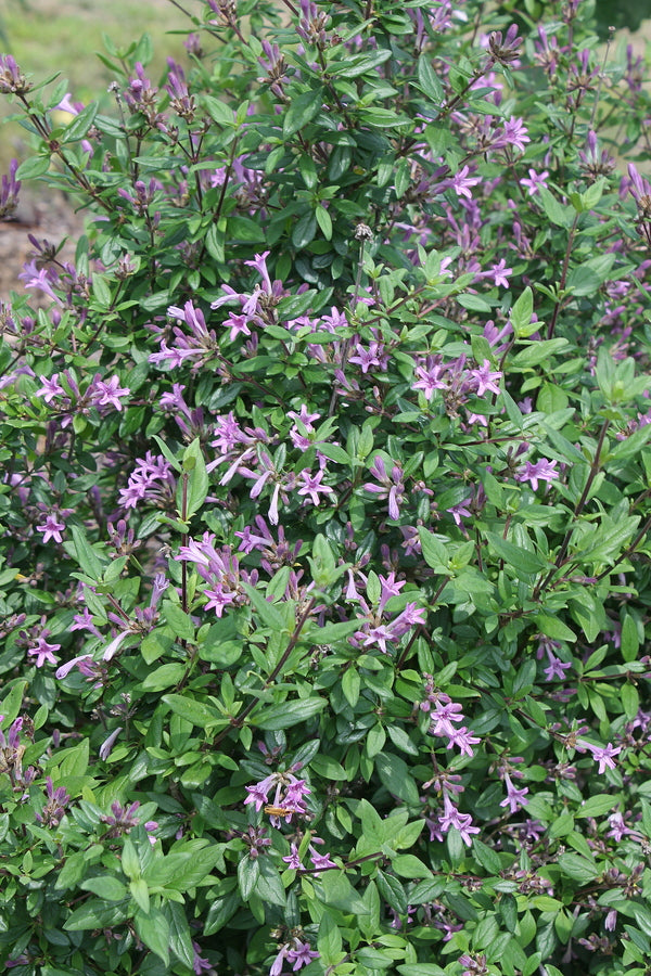Image of Leptodermis oblonga 'Baby Lilac'|Juniper Level Botanic Gdn, NC|JLBG