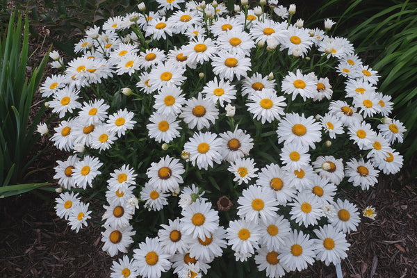 Image of Leucanthemum x superbum 'Whoops-a-Daisy' PP 27,259taken at Juniper Level Botanic Gdn, NC by JLBG