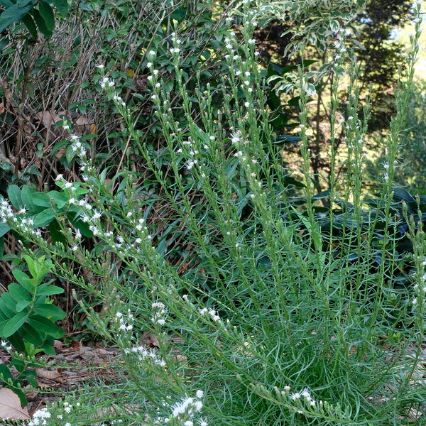 Image of Liatris microcephala 'White Sprite'|Juniper Level Botanic Gdn, NC|JLBG