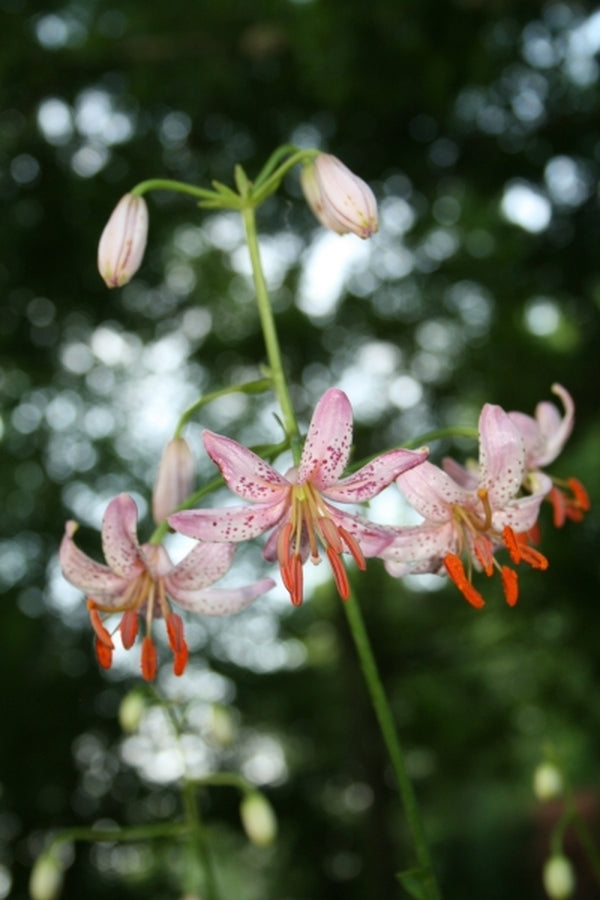 Image of Lilium 'Moonyeen'|Juniper Level Botanic Gdn, NC|JLBG