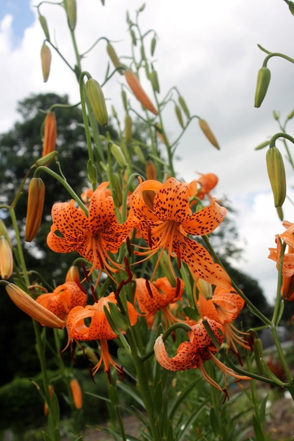 Image of Lilium leichtlinii var. maximowiczii||