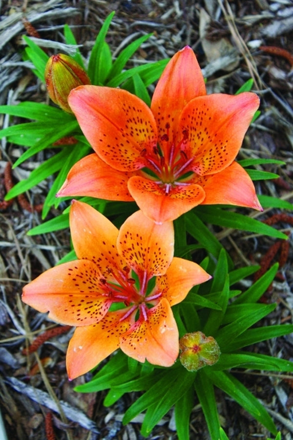 Image of Lilium maculatum ssp. davuricum f. rebunense|Juniper Level Botanic Gdn, NC|JLBG