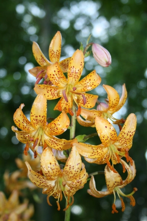 Image of Lilium x marhan 'Mrs. R. O. Backhouse'|Juniper Level Botanic Gdn, NC|JLBG
