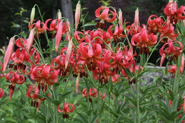 Image of Lilium michiganense 'Shelby'|Juniper Level Botanic Gdn, NC|JLBG