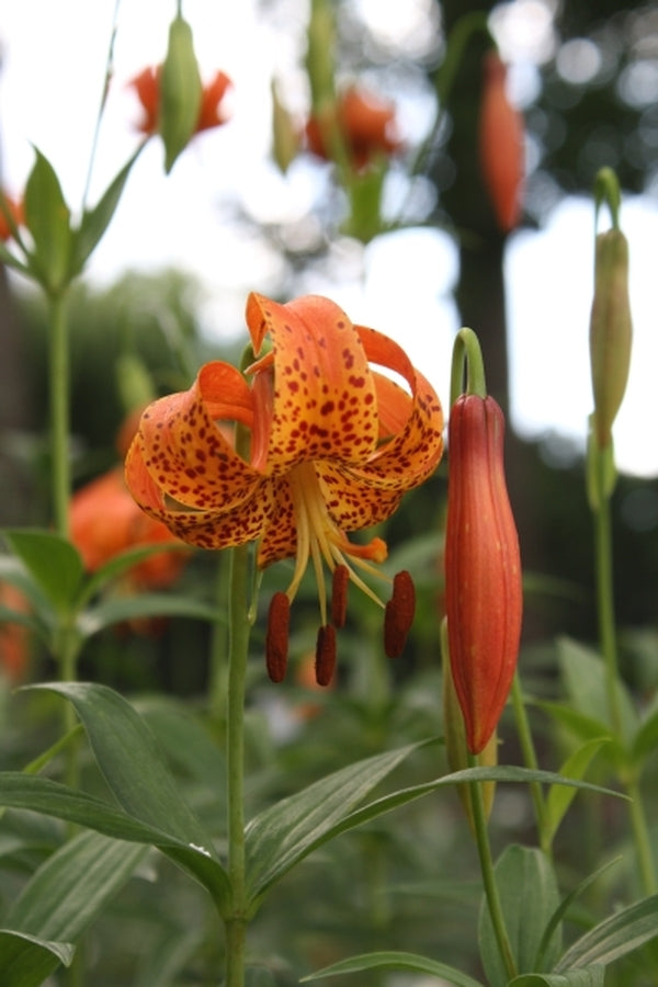 Image of Lilium michiganense|Juniper Level Botanic Gdn, NC|JLBG