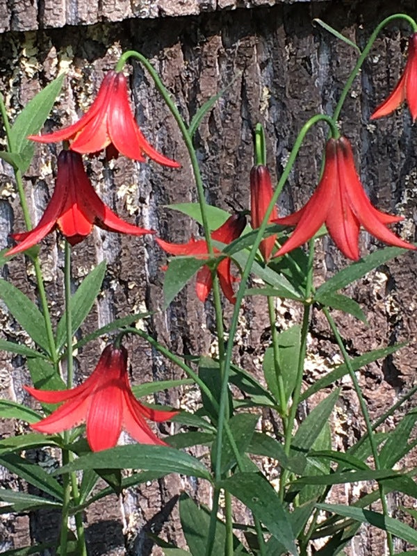 Image of Lilium x pseudograyi 'Taylor's Red'|Edmund Taylor Gdn.|Edmund Taylor