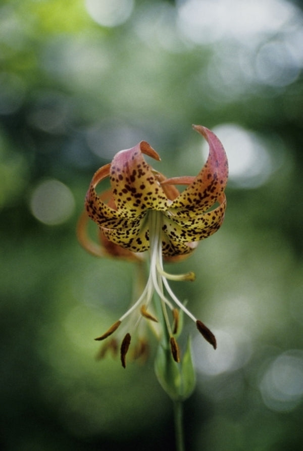 Image of Lilium pyrophilum|Juniper Level Botanic Gdn, NC|JLBG