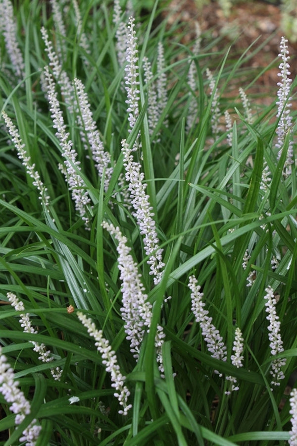 Image of Liriope vernalis 'Lavender Springs'|Juniper Level Botanic Gdn, NC|JLBG