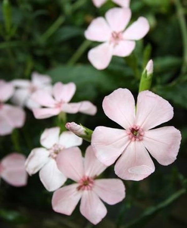 Image of Lychnis miqueliana 'Momobana'|Juniper Level Botanic Gdn, NC|JLBG