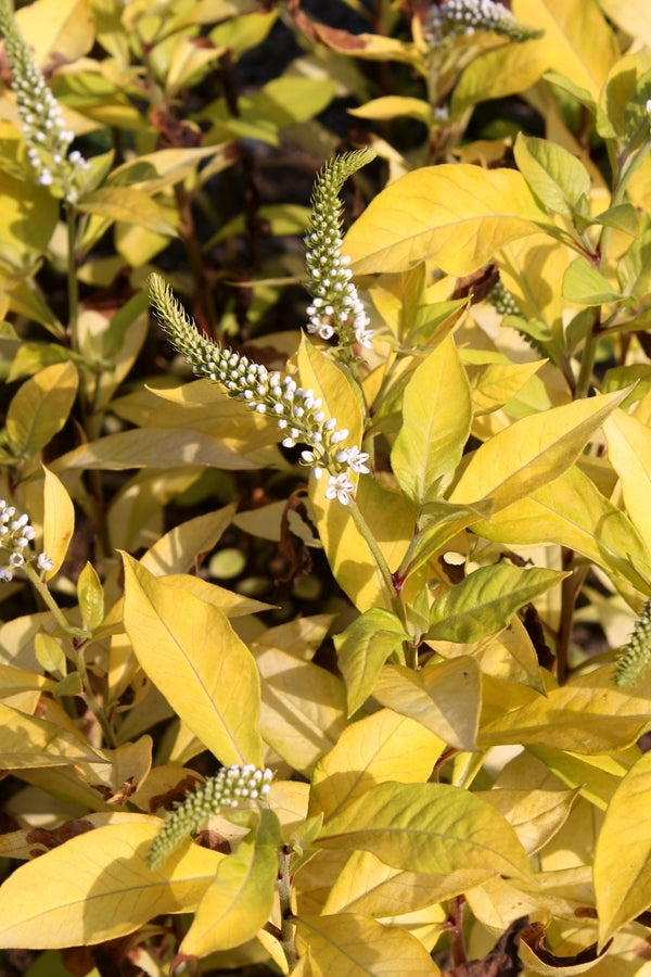 Image of Lysimachia clethroides 'Heronswood Gold'|Juniper Level Botanic Gdn, NC|JLBG
