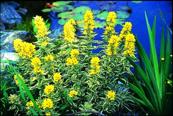 Image of Lysimachia punctata 'Alexander' PP 10598|Crystal Palace Perennials, IN|