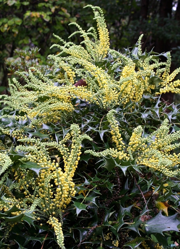 Image of Mahonia fargesii||