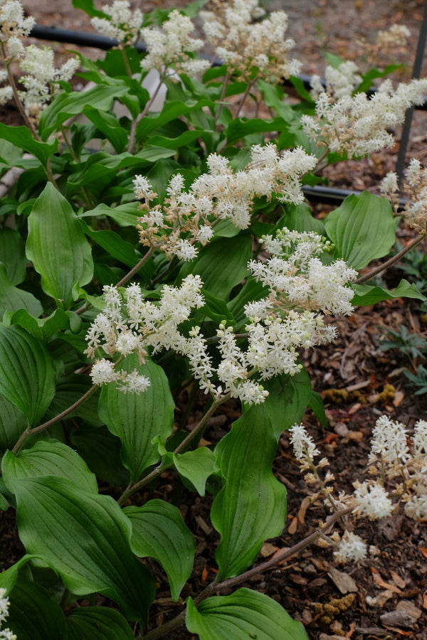 Image of Maianthemum japonicum 'Korean Treasure'|Juniper Level Botanic Gdn, NC|JLBG