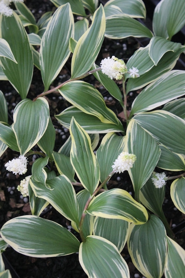 Image of Maianthemum japonicum 'Snow Dragon'|Juniper Level Botanic Gdn, NC|JLBG