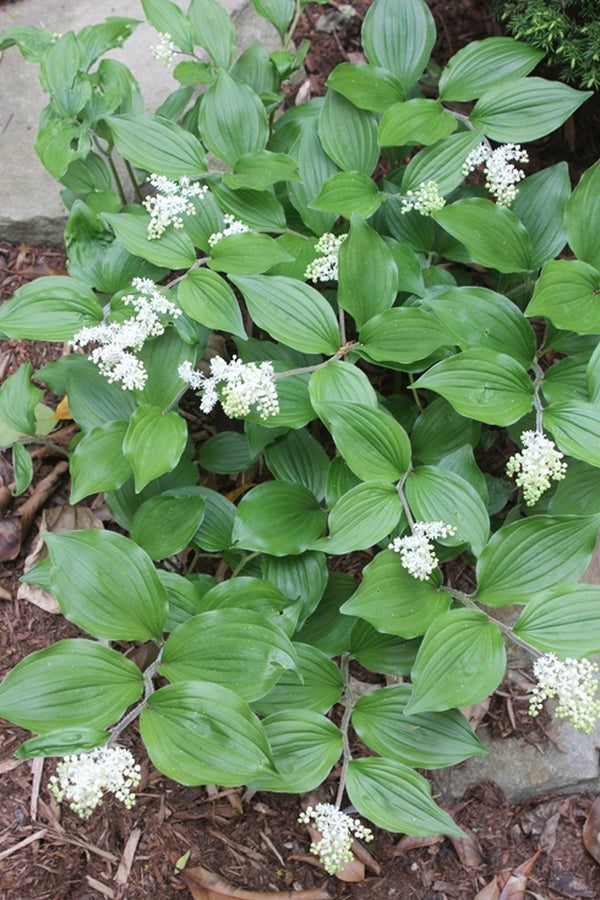 Image of Maianthemum japonicum||
