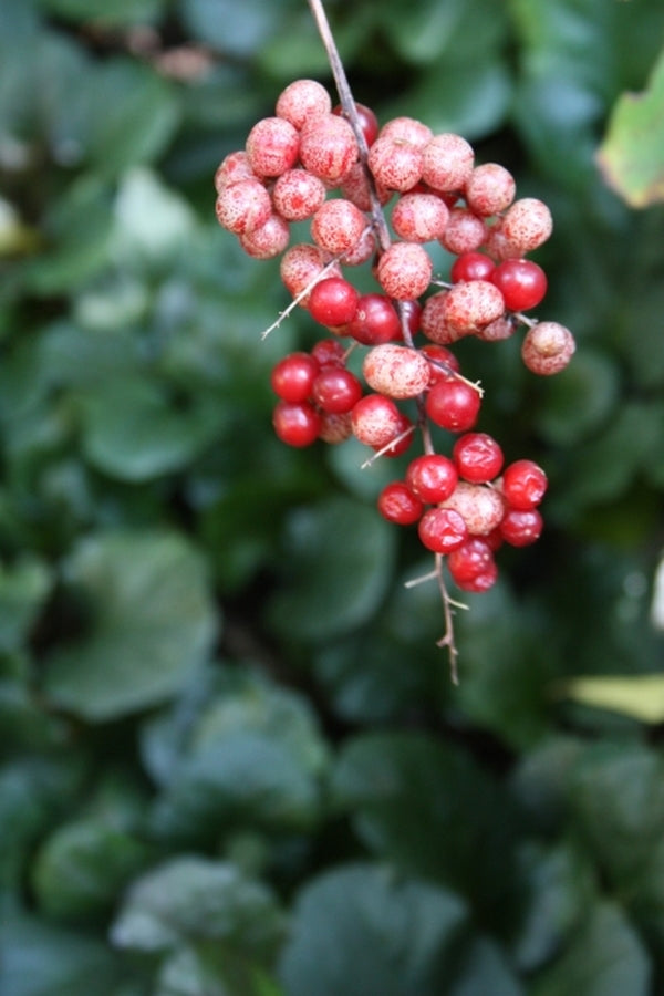 Image of Maianthemum racemosum|Juniper Level Botanic Gdn, NC|JLBG