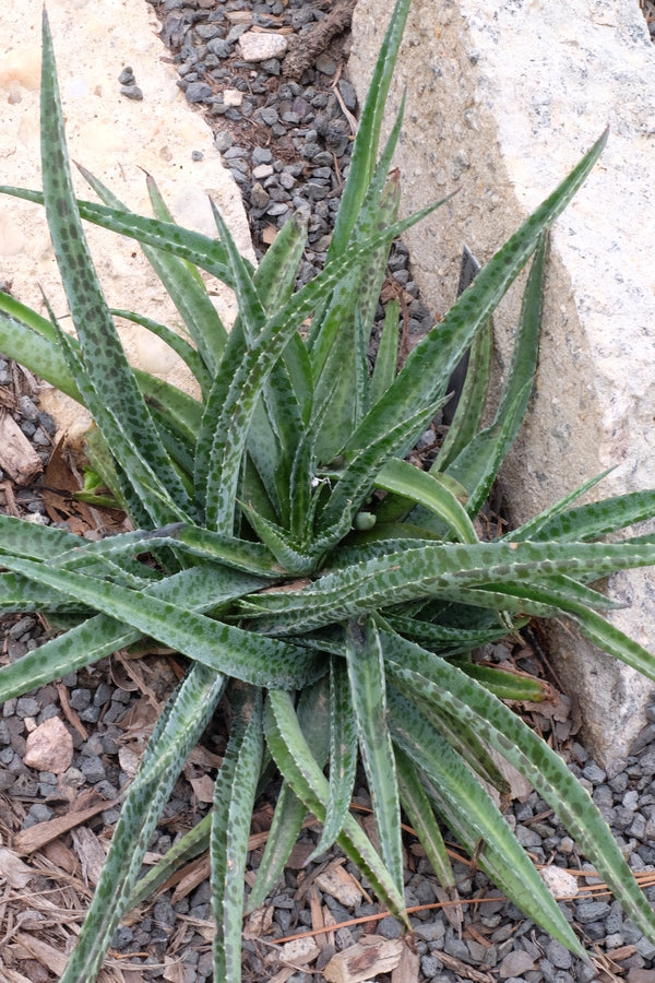 Image of Manfreda maculosa 'Hondo Robusto'