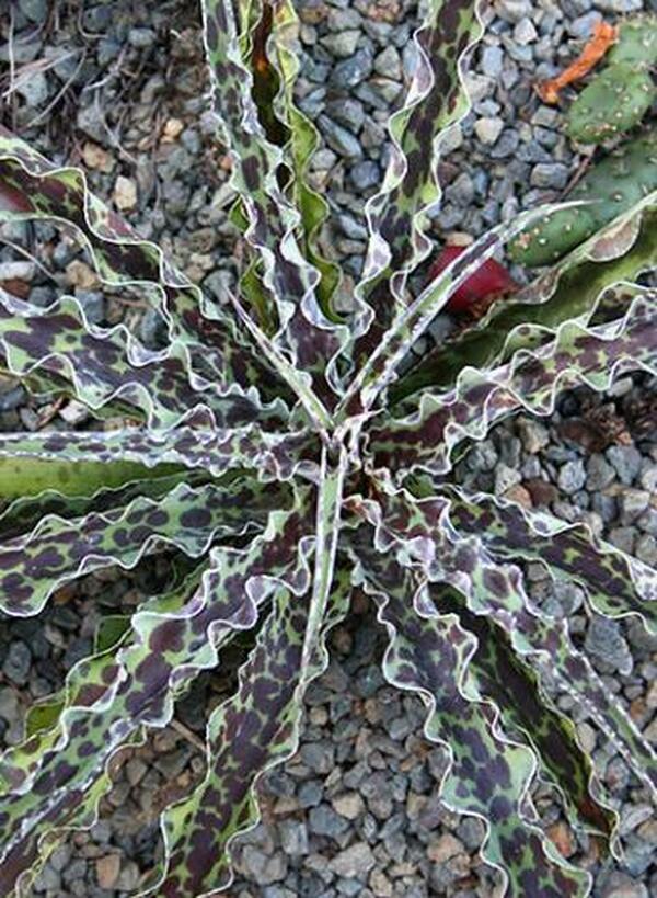 Image of Manfreda undulata 'Chocolate Chips'|Juniper Level Botanic Gdn, NC|JLBG